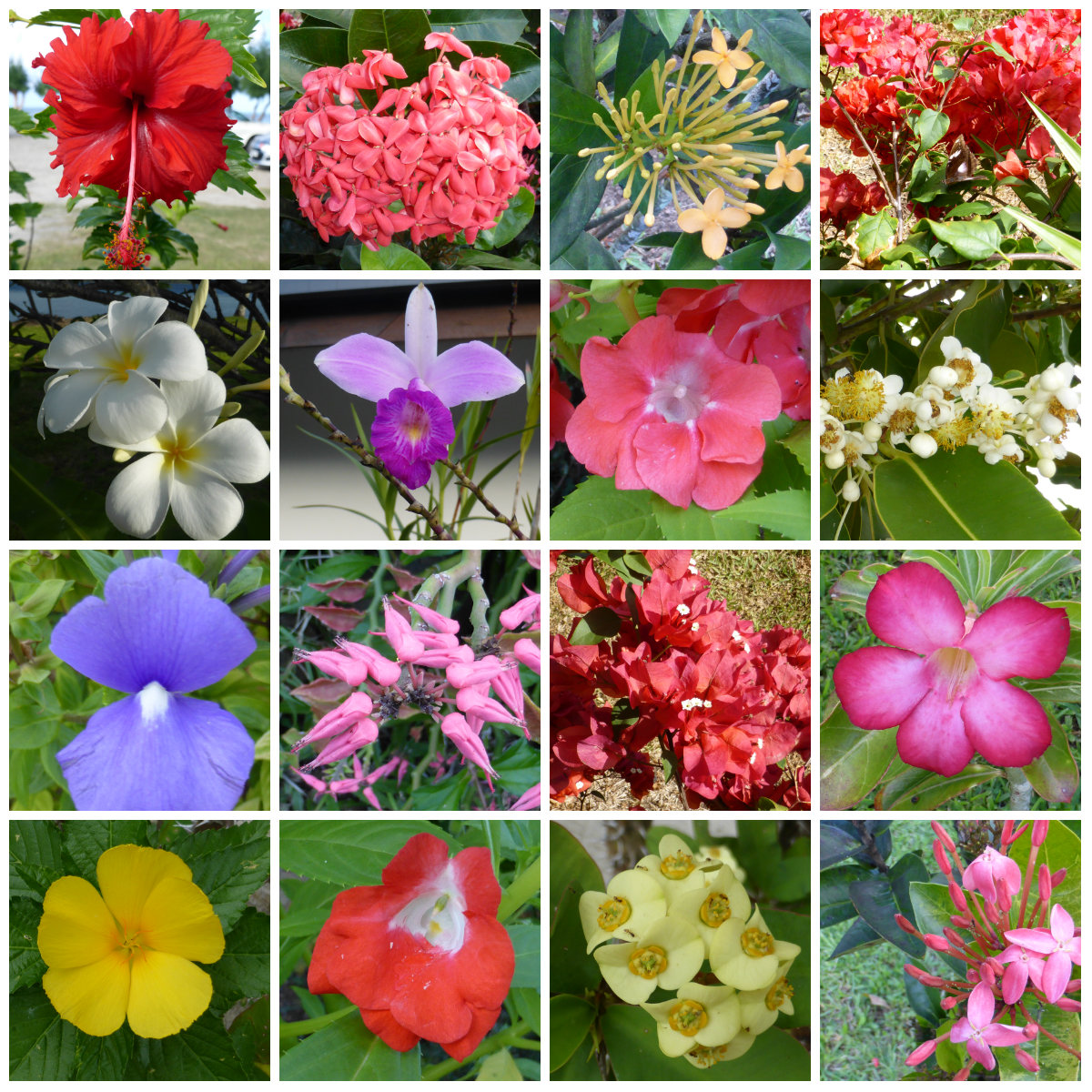 collage fleurs