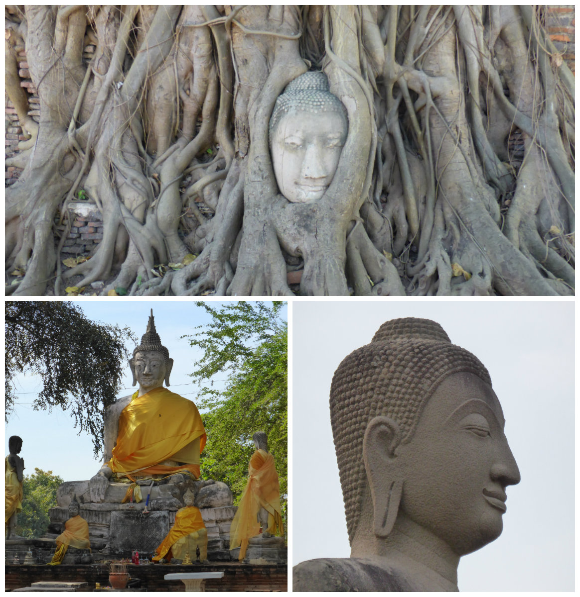 bouddha arbre